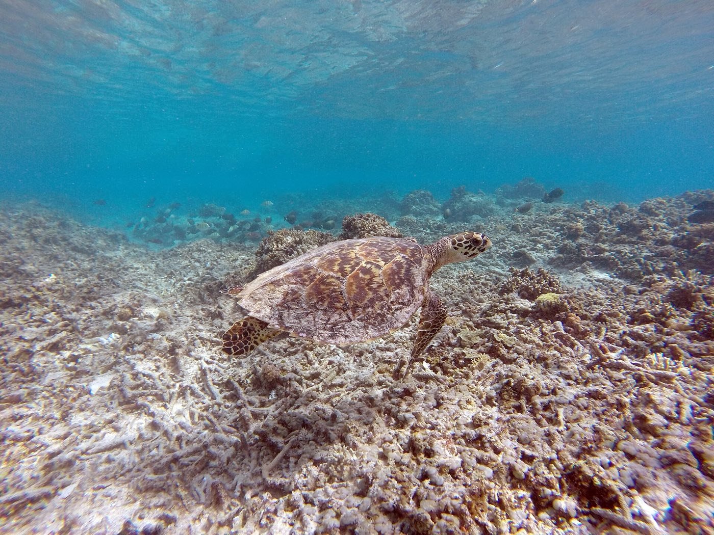 Snorkeling Trip 3 Gili – Sharing Boat