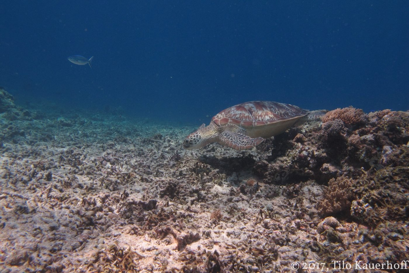 Gili Meno